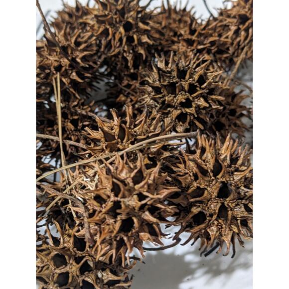 Fresh Sweet Gum Balls Lot 75 Crafting Crafts Holiday Decor Diy - Picture 2 of 2